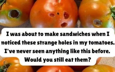 What It Means If You See These Holes in Tomatoes
