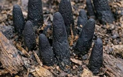 Stumbled across these black, finger-like things poking out of the mulch in my backyard. They are hard and creepy. Does anyone know what this is?