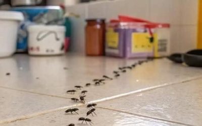 What You Can Do If You Find Ants in Your Kitchen — And Why
